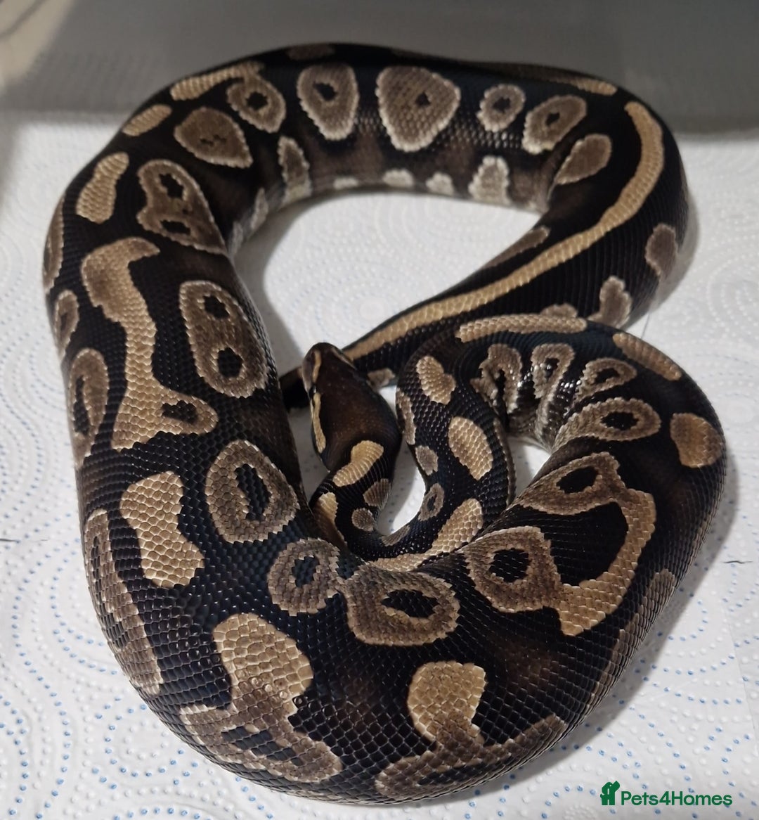 Python Snake reptiles for sale: Various royals available - Advert 9