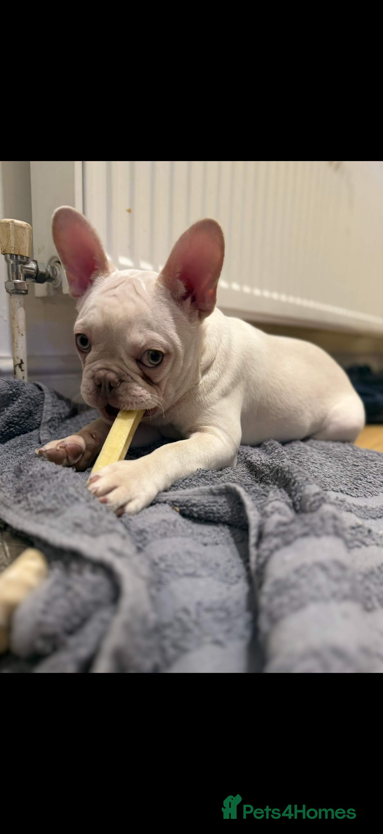 French Bulldog dogs French bulldog - Advert 1