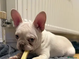 French Bulldog dogs French bulldog - Advert 18