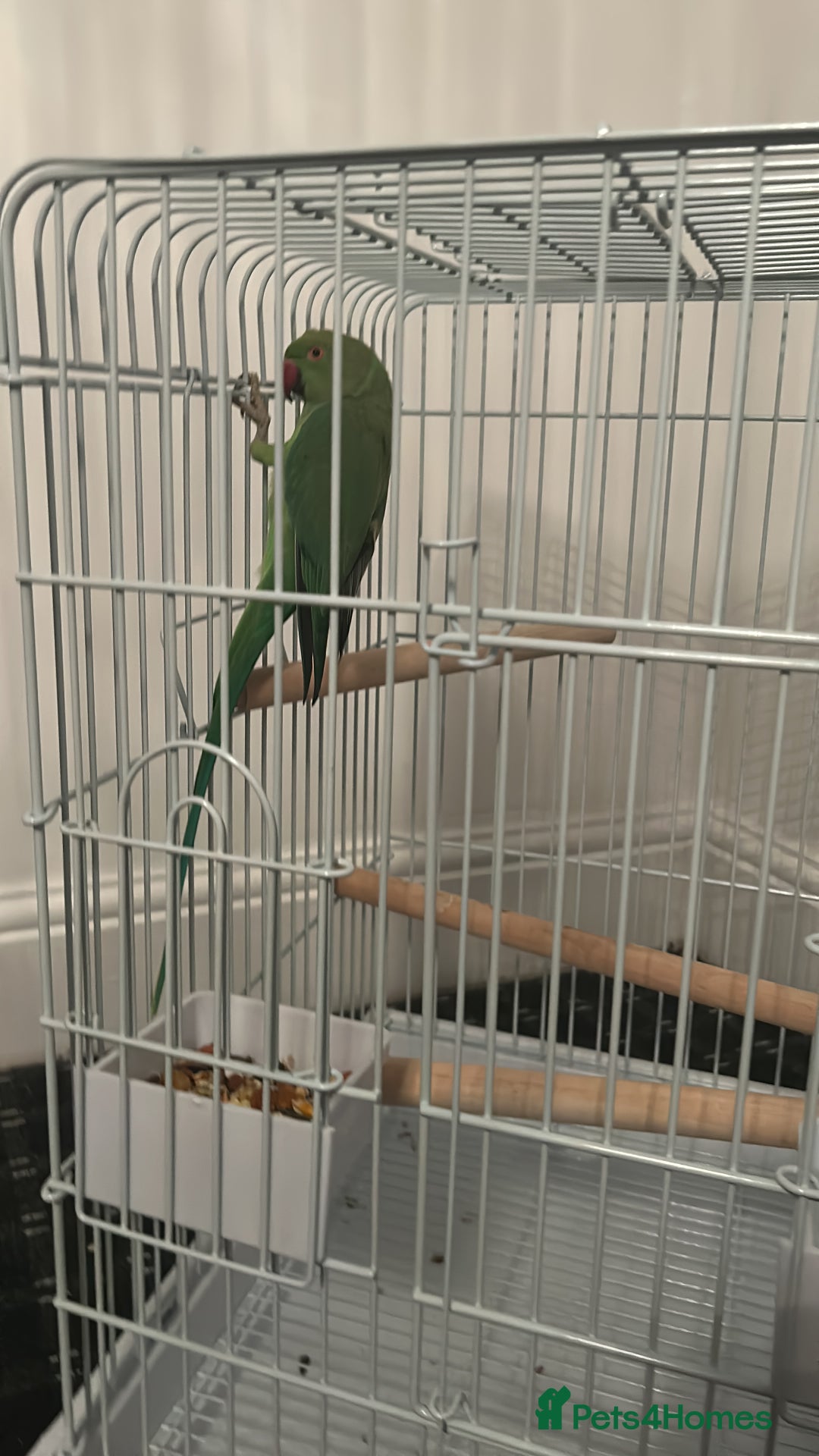 Parrots birds for sale: Indian ring neck - Advert 7