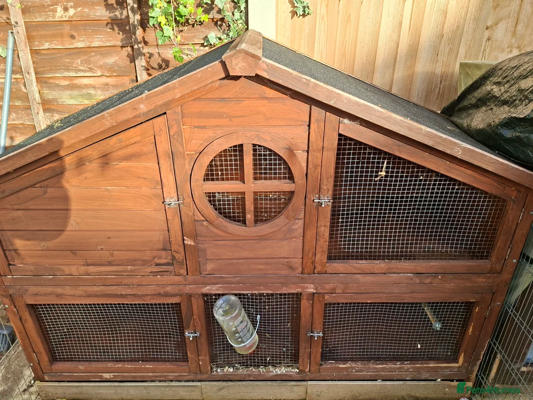 Lionhead rabbits for sale: Pedigree Double Mained Lionhead Un Neutured Male  - Advert 10