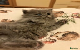 British Shorthair cats for sale: British short hair/persian mother - Image 7