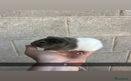 Guinea Pig rodents for sale: Lovely guinea pigs looking for their new homes!  - Image 6