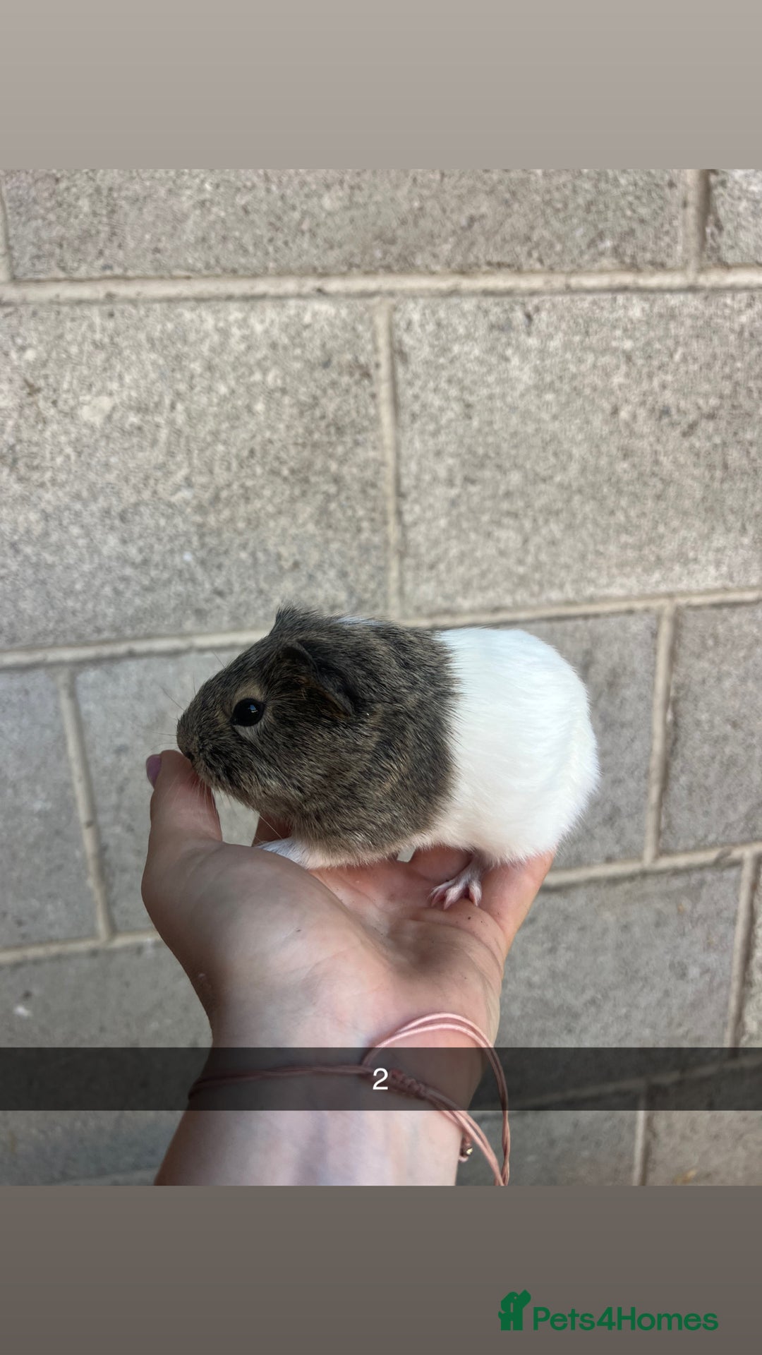 Guinea Pig rodents for sale: Lovely guinea pigs looking for their new homes!  - Image 6