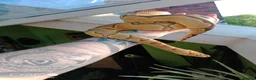 Python Snake reptiles for sale: (F) Enchi Clown Python Regius - ball/royal python in Sheffield - Advert 4