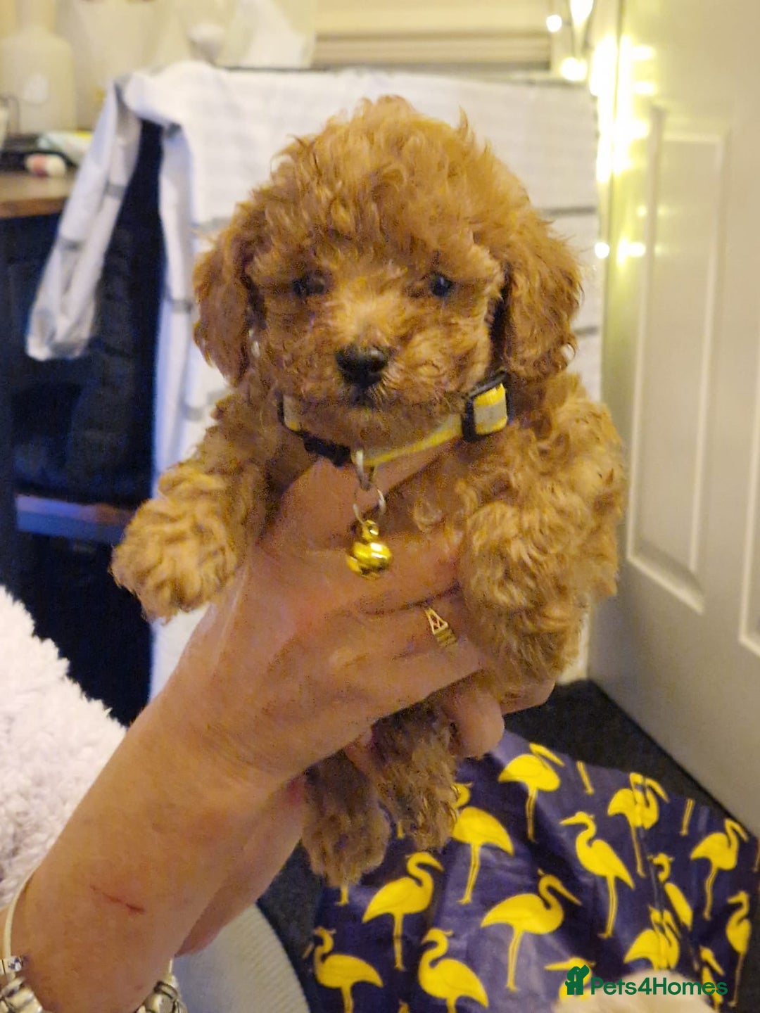 Cavapoo dogs for sale: Kavapoo - Advert 6