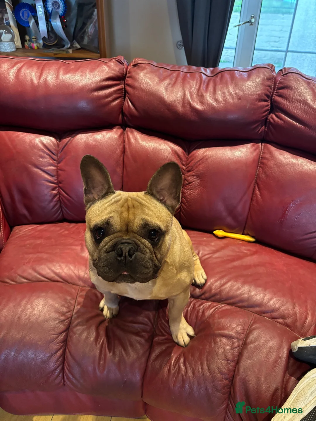 French Bulldog dogs for stud: 🐾 FRENCH BULLDOG STUD  in Llanelli - Advert 2