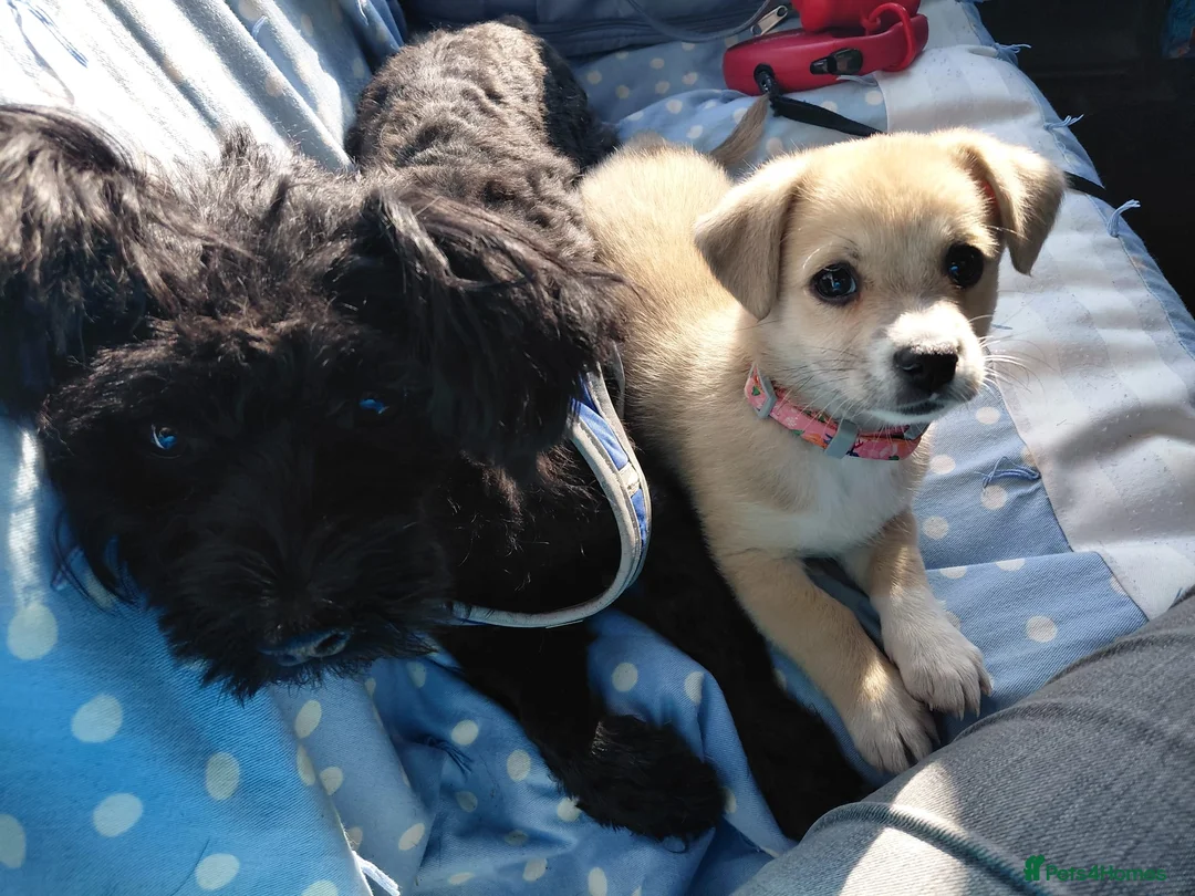 Mixed Breed dogs for adoption: 🌸Little HARA🌸- gentle, grateful and full of love - Advert 27