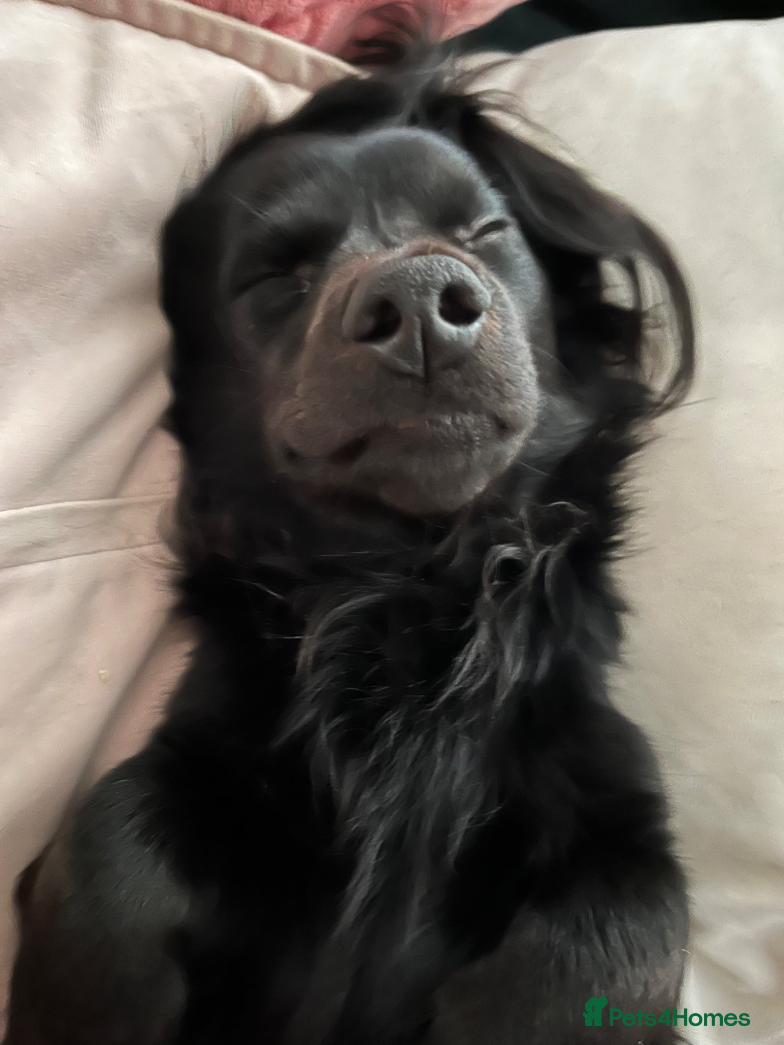 Miniature Dachshund dogs for stud: solid black longhaired miniature dachshu in Loughborough - Advert 7