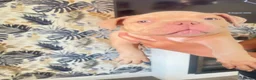 American Bully dogs for sale: Micro  Exotic  bullies - Advert 6
