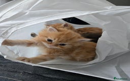 Persian cats for sale: Outstanding Full Persian Kittens for Sale - Image 16