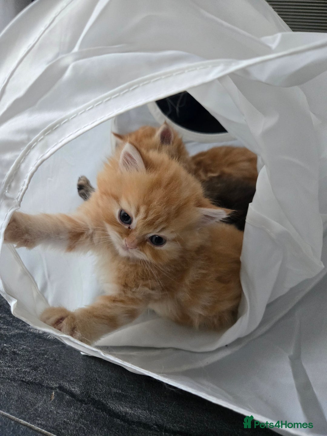 Persian cats for sale: Outstanding Full Persian Kittens for Sale - Image 16