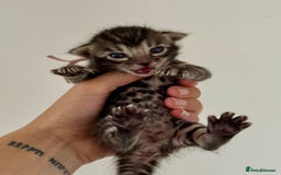 Bengal cats for sale: Rare Glitter Pedigree Bengal Female - Show Quality - Image 10