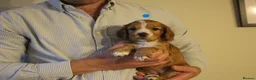 Cocker Spaniel dogs for sale: KC registered Working Cocker bitch pups - Advert 2