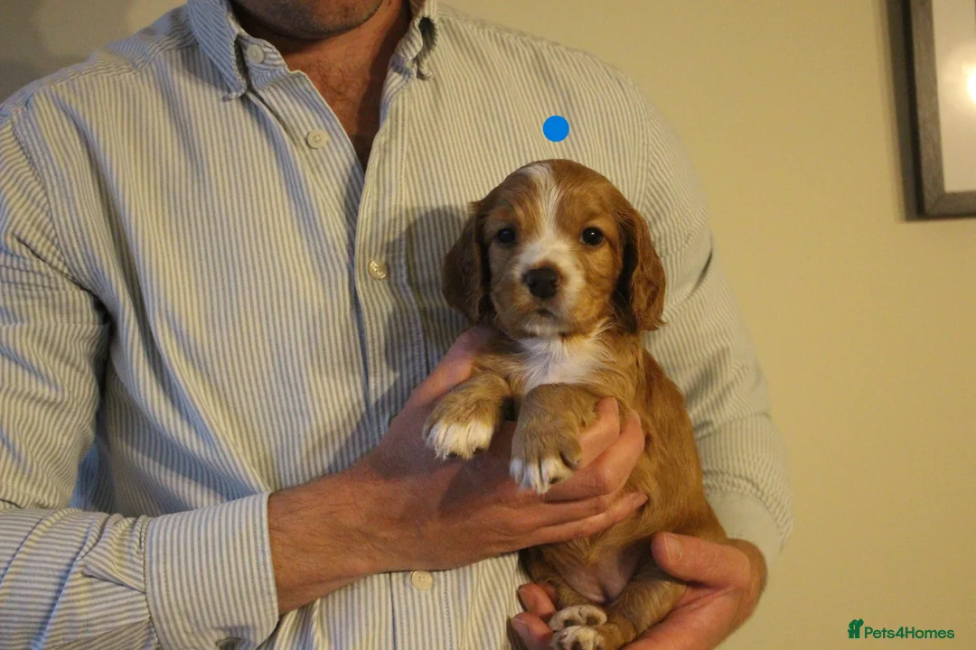 Cocker Spaniel dogs for sale: KC registered Working Cocker bitch pups - Advert 2