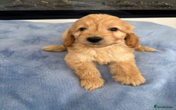 Cockapoo dogs for sale: F1 Cockapoos - Image 10
