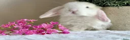 Mini Lop rabbits for sale: Ready now 2 stunning Minilop babies  in Nuneaton - Advert 8