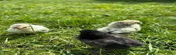Chickens poultry for sale: Day old chicks, hatching eggs, runner ducklings - Advert 5