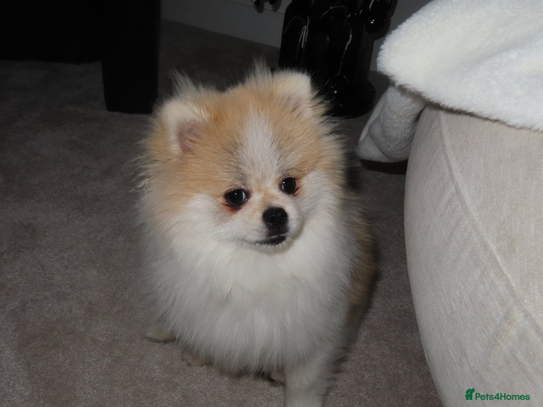 Pomeranian dogs for sale: Teddy bear Pomeranian- show style    - Image 3