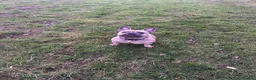 French Bulldog dogs for sale: Our beautiful Frenchie Beau - Advert 2