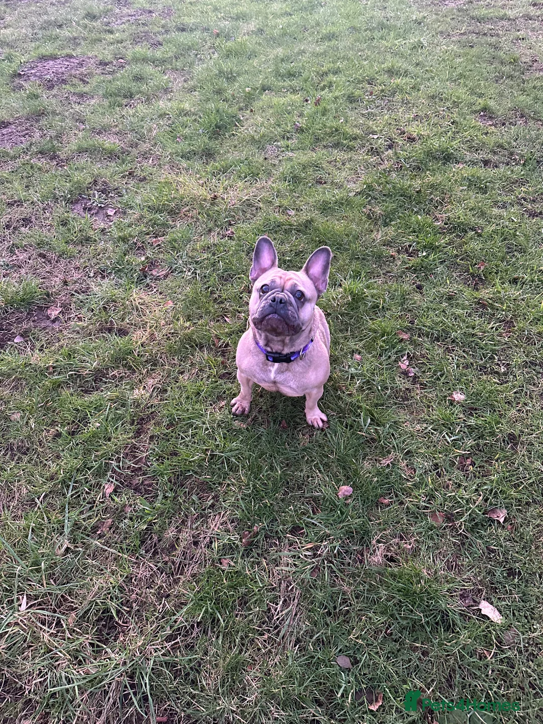 French Bulldog dogs for sale: Our beautiful Frenchie Beau - Advert 2