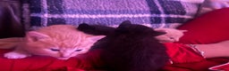 Domestic Shorthair cats for sale: 1 beautiful black kitten  - Advert 10