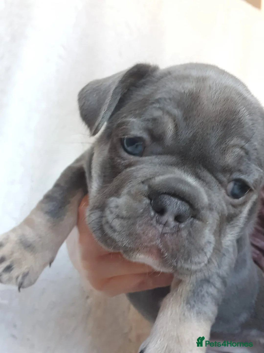 French Bulldog dogs for stud: Kye - Lilac and Tan Frenchie in St Albans - Advert 14