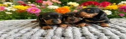 Miniature Dachshund dogs for sale: 3 strong healthy puppies  - Advert 2