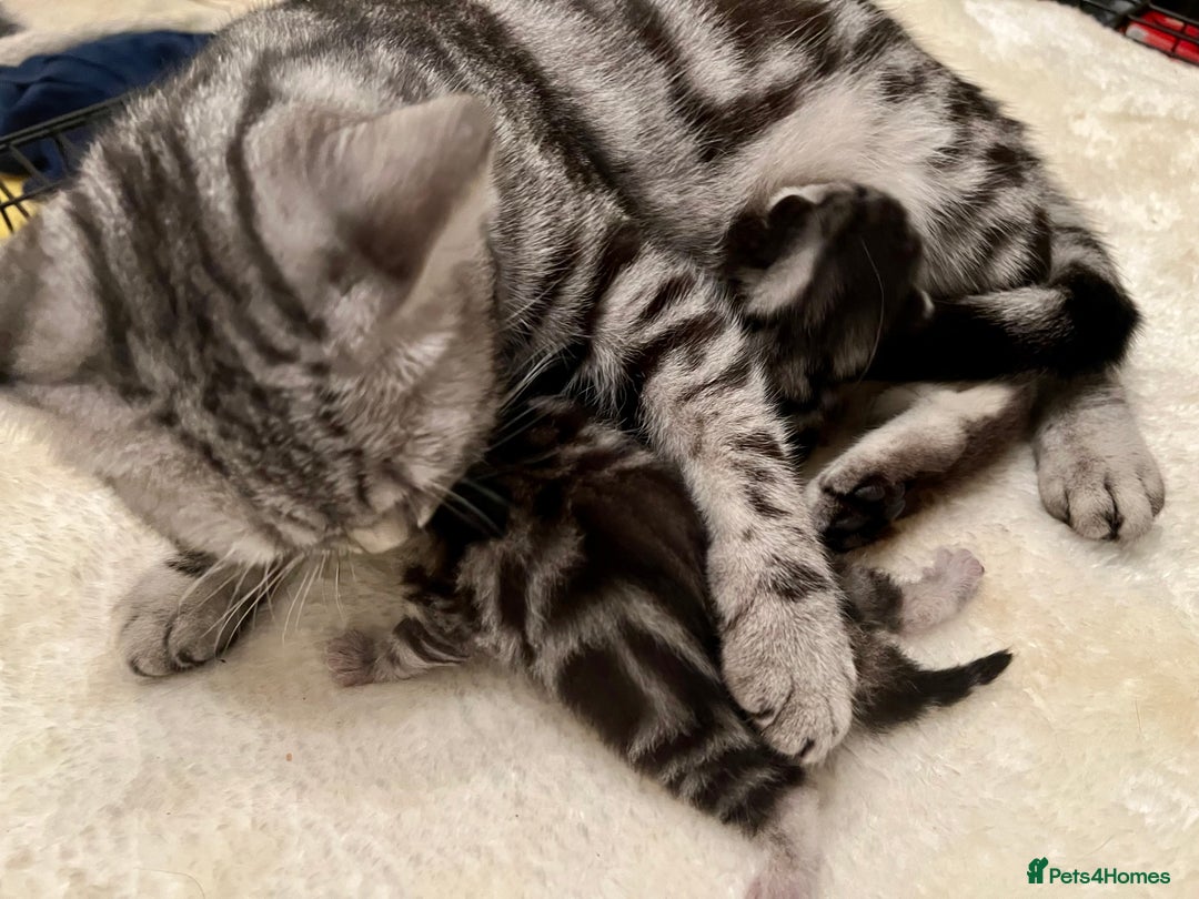 British Shorthair cats for sale: GCCF Rare Show Quality BSH Silver Tabby Kittens - Image 30