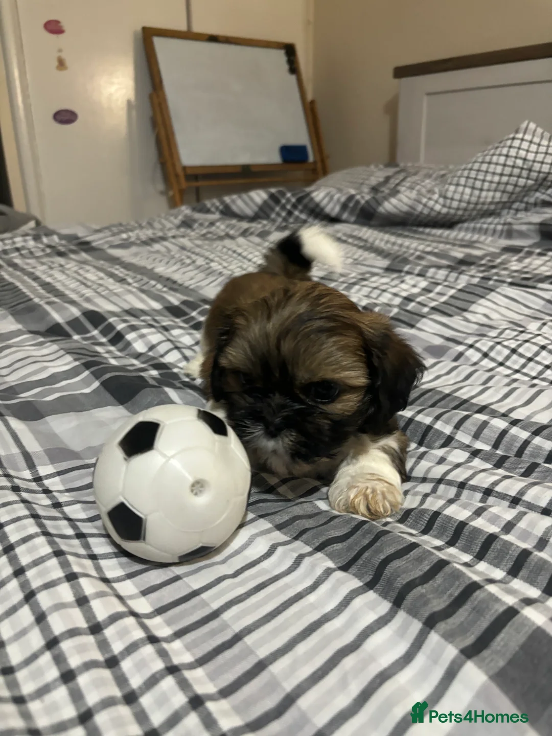 Shih Tzu dogs for sale: Shih Tzu puppies - Advert 11