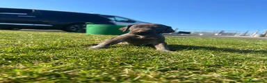 German Wirehaired Pointer 1