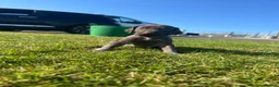 German Wirehaired Pointer dogs for sale:  German wired haired pointer pup (BOY)💙 - Advert 13