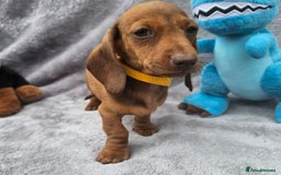 Dachshund dogs for sale: Brilliant Miniature Dachshund Puppies  - Image 12