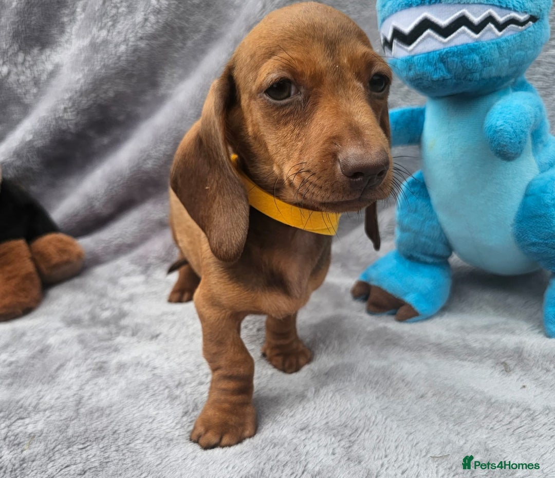 Dachshund dogs for sale: Brilliant Miniature Dachshund Puppies  - Image 12