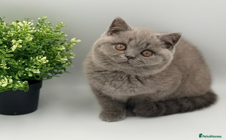 British Shorthair cats PEDIGREE REGISTERED CHUNKY BRITISH SHORTHAIRS  - Advert 3