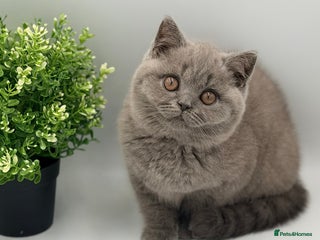 British Shorthair cats PEDIGREE REGISTERED CHUNKY BRITISH SHORTHAIRS - Advert 8