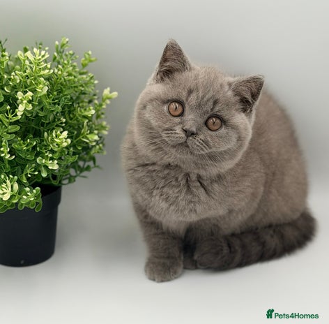 British Shorthair cats PEDIGREE REGISTERED CHUNKY BRITISH SHORTHAIRS - Advert 3