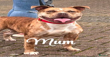 Mixed Breed dogs - Advert 3
