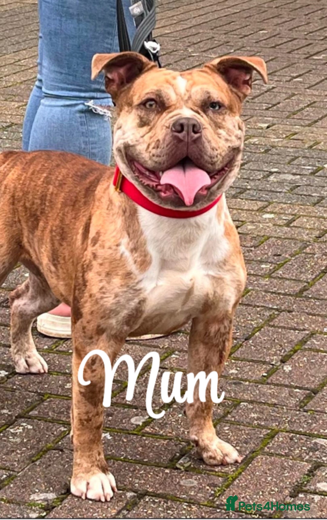 Mixed Breed dogs for sale: Olde English bulldog/ American bulldog - Image 2