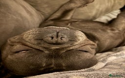 French Bulldog dogs for sale: French bulldog  - Image 2