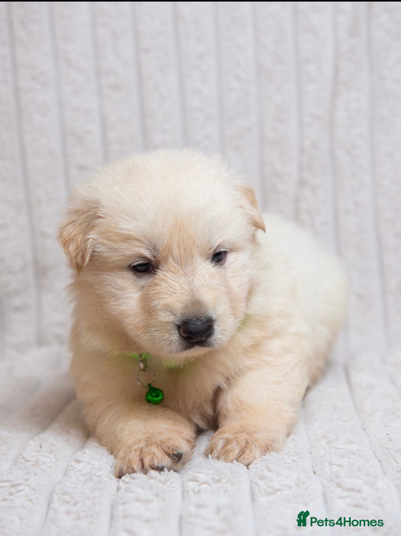 German Shepherd dogs EXCEPTIONAL WHITE GERMAN SHEPHERD PUPPIES FOR SALE - Advert 2