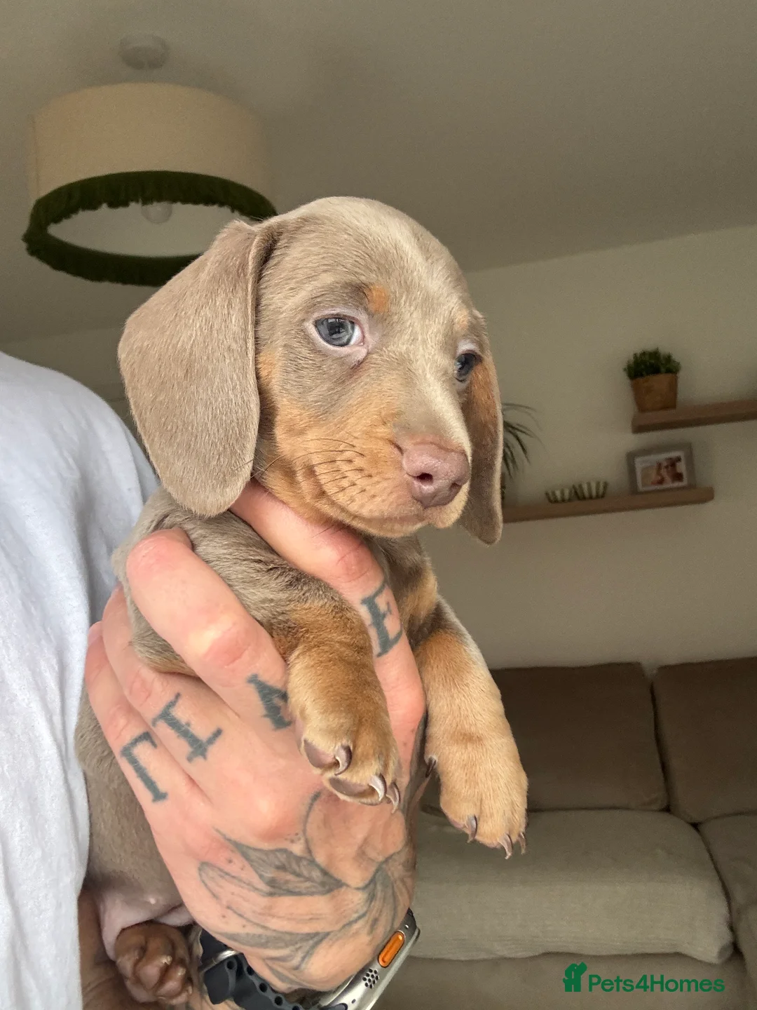 Miniature Dachshund dogs for sale: Beautiful Isabella and Tan Miniature Dachshunds  - Advert 10