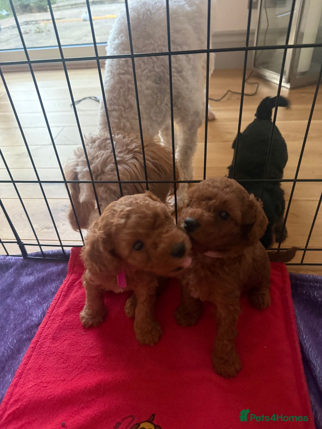 Labradoodle dogs for sale: Miniature Labradoodle F1BB Puppies - Image 12
