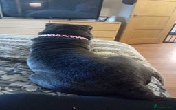 Shar Pei dogs for sale: Female shar pei - Image 3