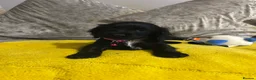 Sprocker dogs for sale: Gorgeous Sprocker Puppies - Advert 22
