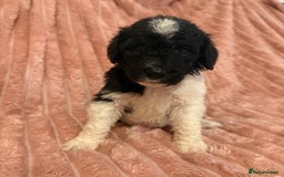 Sheepadoodle dogs for sale: Lovely Litter of F1 Sheepadoodles 5⭐️ license  - Image 20