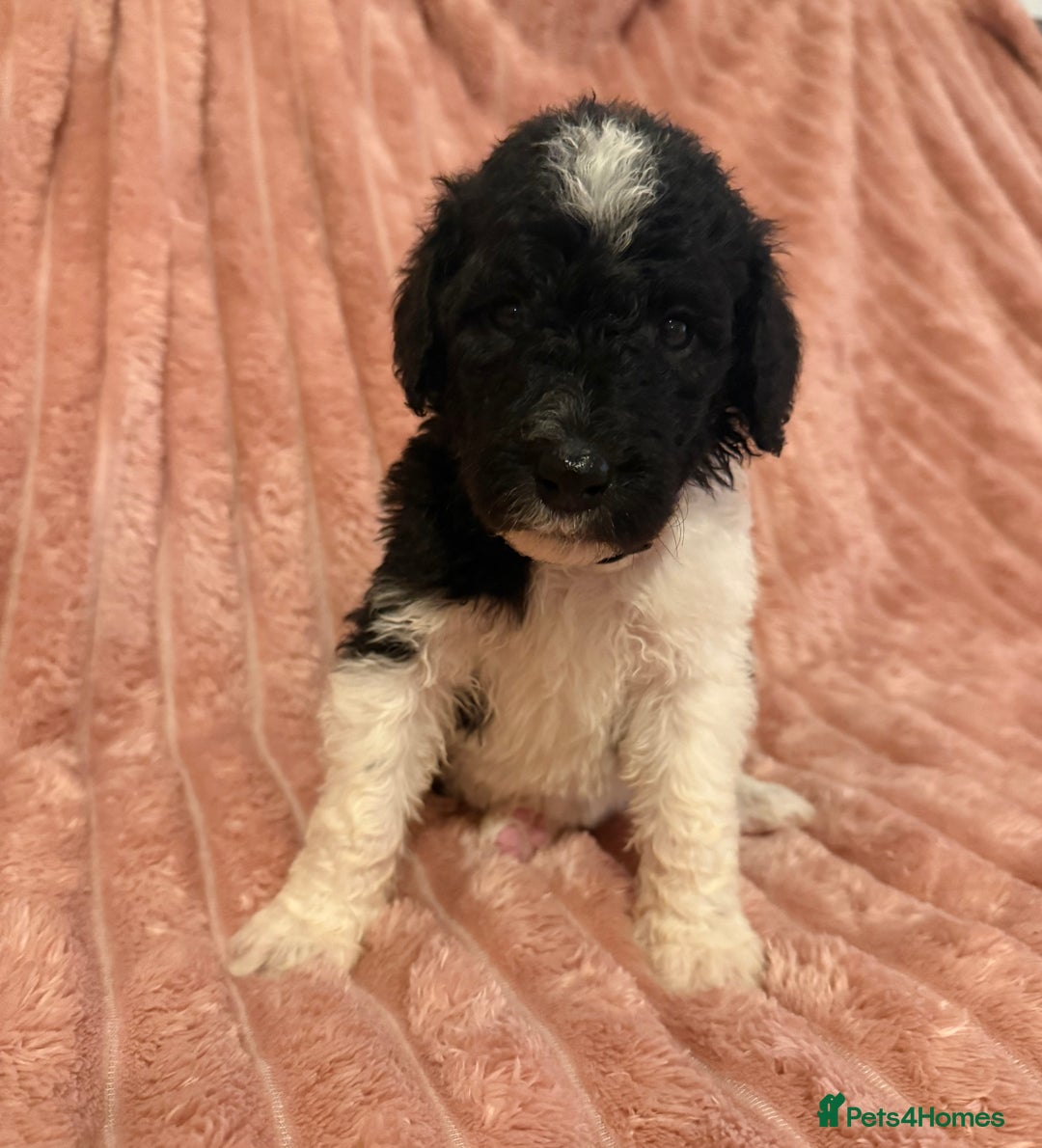 Sheepadoodle dogs for sale: Lovely Litter of F1 Sheepadoodles 5⭐️ license  - Image 20
