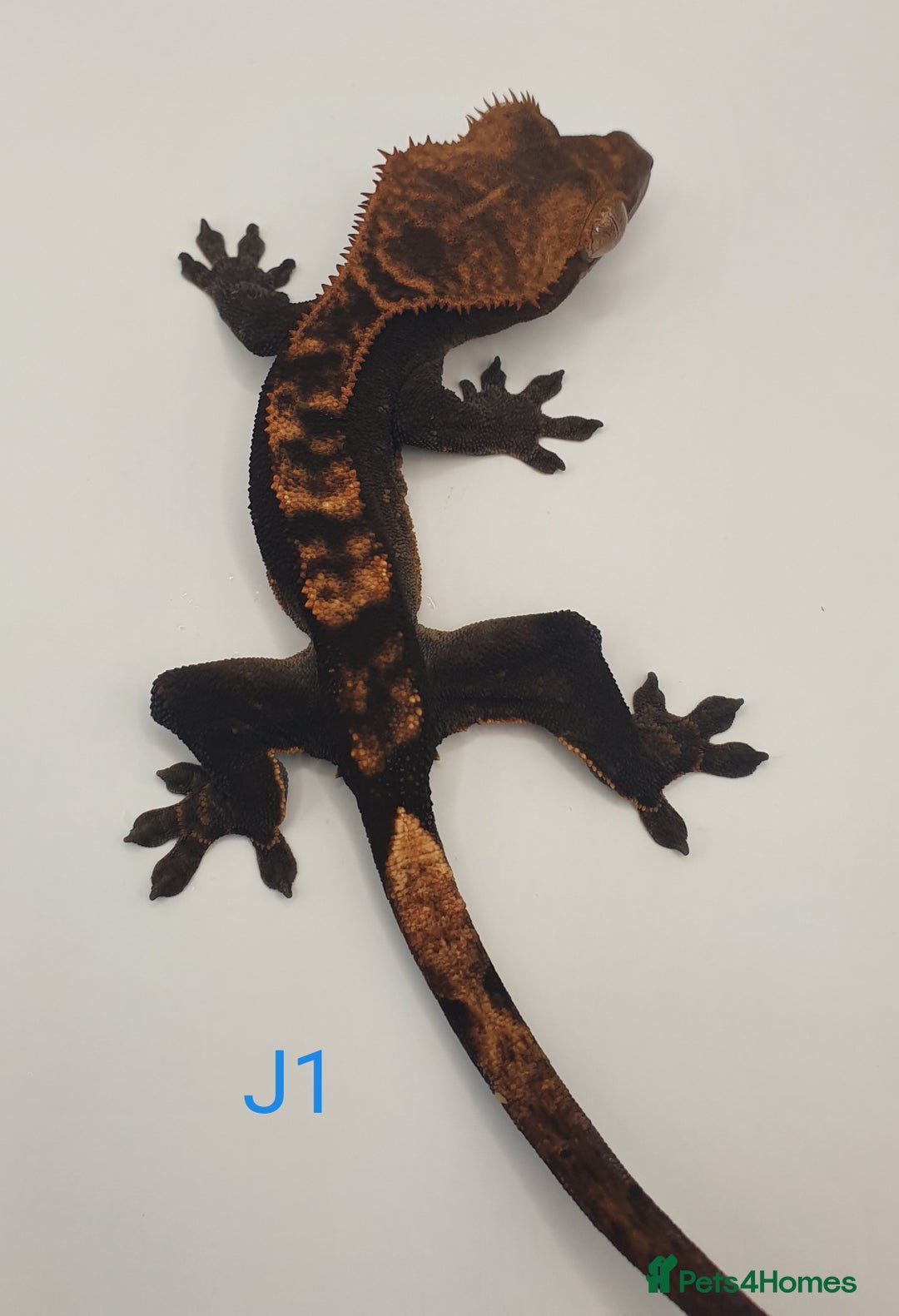 Gecko reptiles for sale: Juvenile Crested Geckos - Image 23