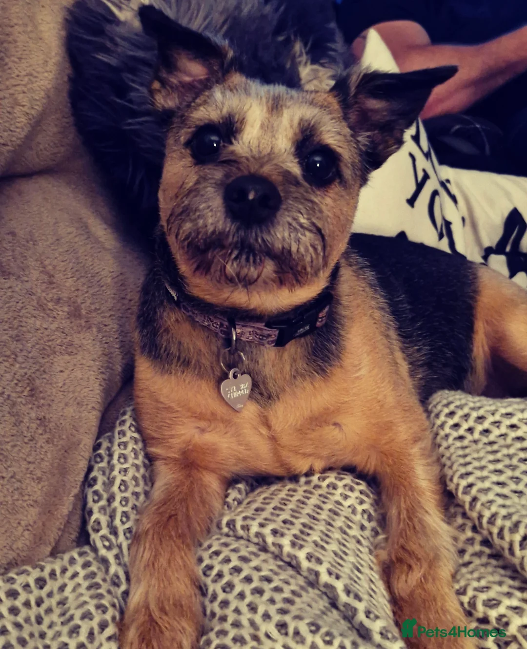 Gallery Image {{count}}