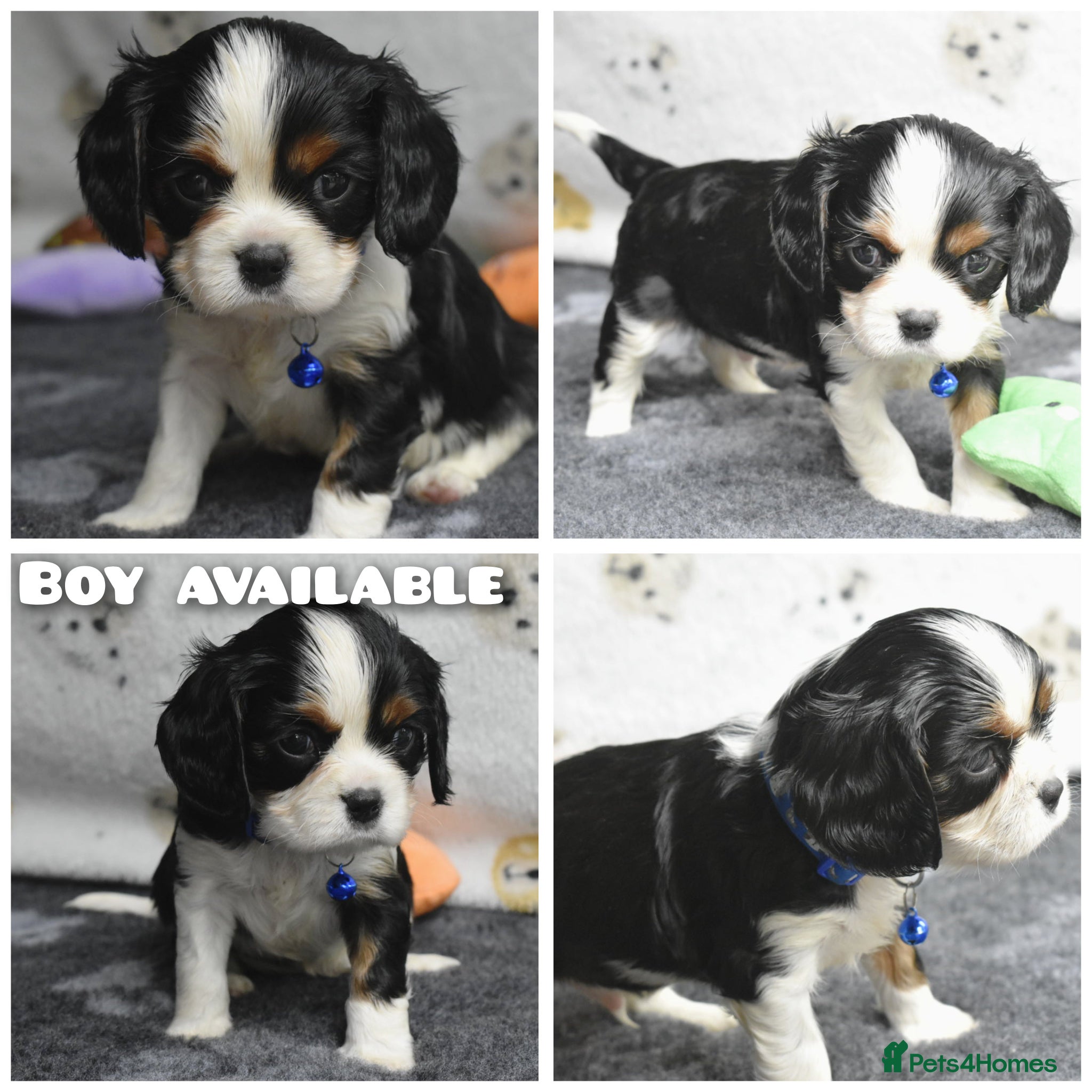 Cavalier King Charles Spaniel dogs Fully Health Tested KC Cavalier King Charles S - Advert 15